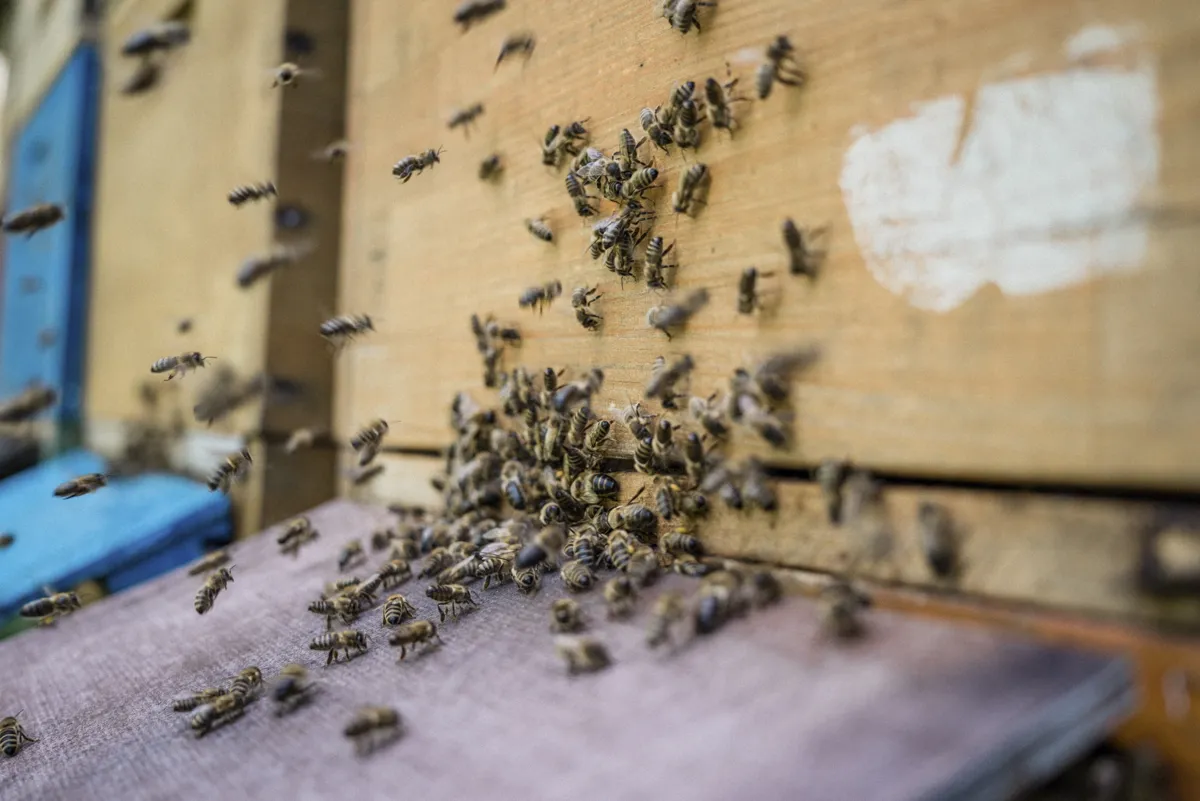 Bienen am Flugloch ihres Stocks – hautnah erleben bei Erlebnistagen